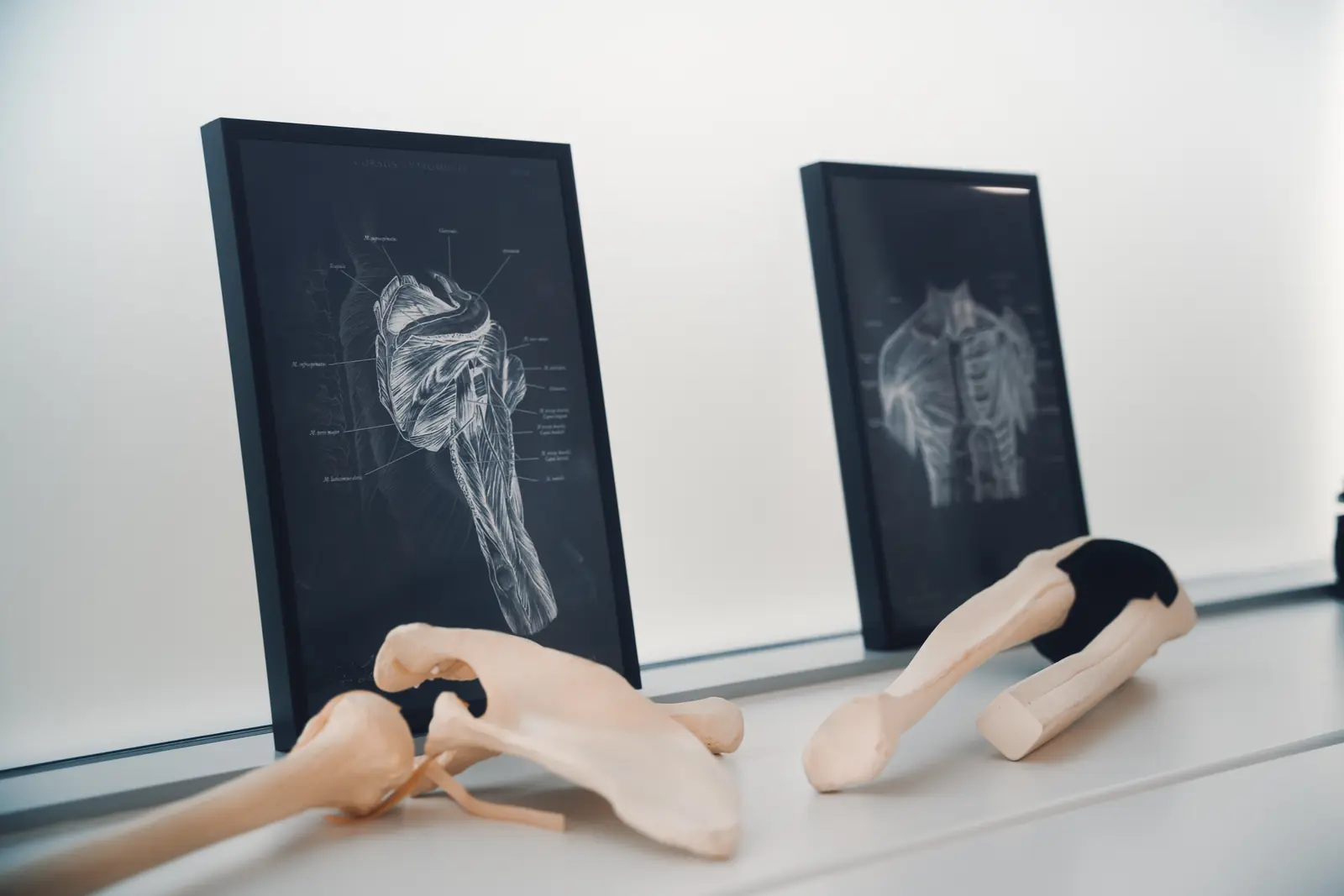 Anatomische Schulterdarstellungen und Knochenmodelle